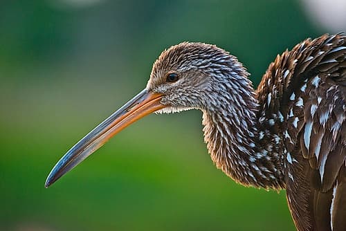 Florida-Sarasota-Celery Fields-Limpkin-on Boardwalk Railing Photography Print